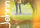 Percheron - Horse for Sale in Taneyville, MO 65759 Percheron - Horse for Sale in Taneyville, MO 65759