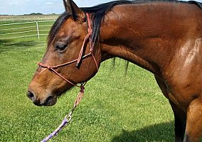 Quarter Horse (Quarter Horse, Gelding) in Hanska, MN