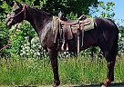 Rocky Mountain - Horse for Sale in Xenia, OH 45385 Rocky Mountain - Horse for Sale in Xenia, OH 45385