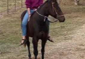 Quarter Horse (Quarter Horse, Mare) in Clarks, LA