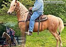 Tennessee Walking - Horse for Sale in Grayson, KY 41143 Tennessee Walking - Horse for Sale in Grayson, KY 41143