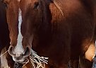 Quarter Horse - Horse for Sale in Colville, WA 99114 Quarter Horse - Horse for Sale in Colville, WA 99114