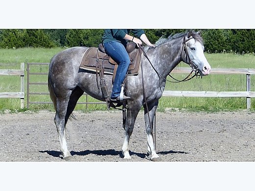 Quarter Horse for Sale