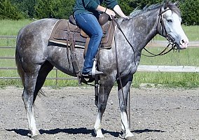 Quarter Horse (Quarter Horse, Mare) in Lewiston, ME