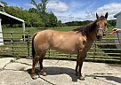 Quarter Horse - Horse for Sale in Marengo, OH 43334
