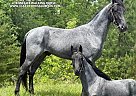 Tennessee Walking - Horse for Sale in WHITLEY CITY, KY 37091 Tennessee Walking - Horse for Sale in WHITLEY CITY, KY 37091