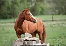 Quarter Horse - Horse for Sale in Edgar, WI 54426