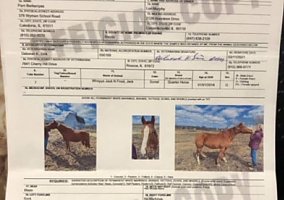 Quarter Horse (Quarter Horse, Mare) in Edgar, WI