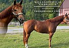Appaloosa - Horse for Sale in Wise, VA 24293 Appaloosa - Horse for Sale in Wise, VA 24293