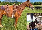 Tennessee Walking - Horse for Sale in Tompkinsville, KY 42167 Tennessee Walking - Horse for Sale in Tompkinsville, KY 42167
