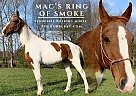 Tennessee Walking - Horse for Sale in Jeffersonville, KY 40337 Tennessee Walking - Horse for Sale in Jeffersonville, KY 40337