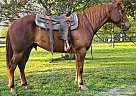 Quarter Horse - Horse for Sale in Xenia, OH 45385 Quarter Horse - Horse for Sale in Xenia, OH 45385