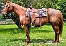 Quarter Horse - Horse for Sale in Xenia, OH 45385 Quarter Horse - Horse for Sale in Xenia, OH 45385
