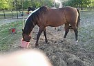 Angelino Race Horse Hemi