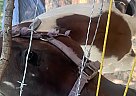 Quarter Horse - Horse for Sale in Kershaw, SC 29067