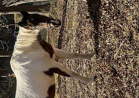 Quarter Horse (Quarter Horse, Mare) in Kershaw, SC