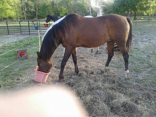 Angelino Race Horse