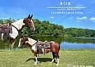 Paint - Horse for Sale in Topmkinsville, KY 42167