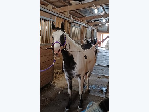 Black/White Paint Mare
