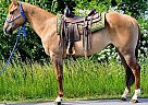 Quarter Horse - Horse for Sale in Xenia, OH 45385 Quarter Horse - Horse for Sale in Xenia, OH 45385