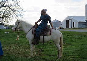 Tennessee Walking (Tennessee Walking, Mare) in Ewing IL, IL