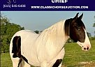 Spotted Saddle - Horse for Sale in Leslie, MO 63056