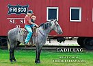 Draft - Horse for Sale in Willow Springs, MO 65793
