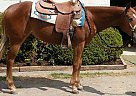 Quarter Horse - Horse for Sale in Woodbine, MD Quarter Horse - Horse for Sale in Woodbine, MD