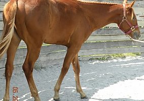 Quarter Horse (Quarter Horse, Mare) in Woodbine, MD