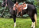Kentucky Mountain - Horse for Sale in Dayton, OH 45385 Kentucky Mountain - Horse for Sale in Dayton, OH 45385
