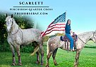 Percheron - Horse for Sale in Auburn, KY 42206