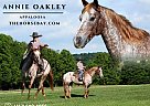 Appaloosa - Horse for Sale in Whitley City, KY 40701