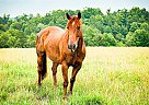 Quarter Horse - Horse for Sale in Amherst, VA 24521