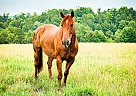 Quarter Horse - Horse for Sale in Amherst, VA 24521 Quarter Horse - Horse for Sale in Amherst, VA 24521