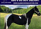 Tennessee Walking - Horse for Sale in Rockholds, KY 40759