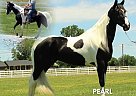 Tennessee Walking - Horse for Sale in Lewisburg, TN 37091 Tennessee Walking - Horse for Sale in Lewisburg, TN 37091
