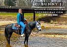 Missouri Fox Trotter - Horse for Sale in Freeburg, IL 62243