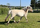 Fjord - Horse for Sale in echo bay, ON P0S 1C0