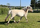 Fjord - Horse for Sale in echo bay, ON P0S 1C0 Fjord - Horse for Sale in echo bay, ON P0S 1C0