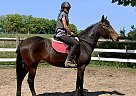 Standardbred - Horse for Sale in Eden Valley, ON L0L 2K0 Standardbred - Horse for Sale in Eden Valley, ON L0L 2K0