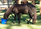 Pony - Horse for Sale in Pineville, LA 71360 Pony - Horse for Sale in Pineville, LA 71360