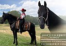 Tennessee Walking - Horse for Sale in Princeton, WV 24739 Tennessee Walking - Horse for Sale in Princeton, WV 24739