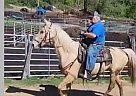 Tennessee Walking - Horse for Sale in Alma, WI 54610