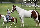 Tennessee Walking - Horse for Sale in Parkers Lake, KY 42634 Tennessee Walking - Horse for Sale in Parkers Lake, KY 42634