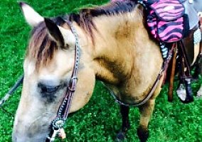 Quarter Pony (Quarter Pony, Gelding) in Richmond, IN