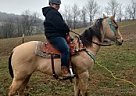 Excellent Trail Horse - Well Bro... Quarter Horse Gelding