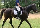 Excellent Dressage, Eventing Or ... Hershey