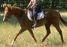 Fantastic Eventing, Dressage Or ... Chiwa