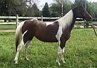 Irish - Mare in Cottage Grove, WI Irish - Mare in Cottage Grove, WI