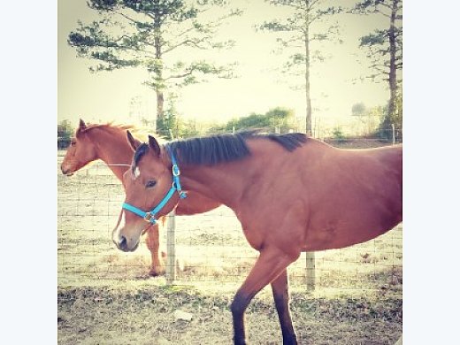 6 Year old Thoroughbred Mare for Sale